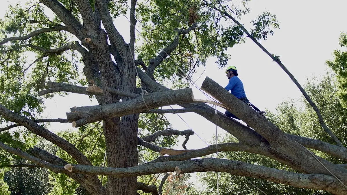 Professional Crown Thinning performed by certified arborists in West New York