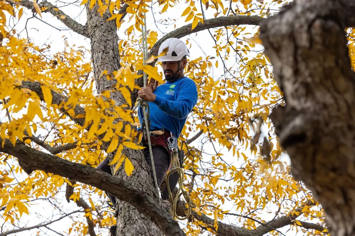 Skilled Tree Planing crew working in West New York
